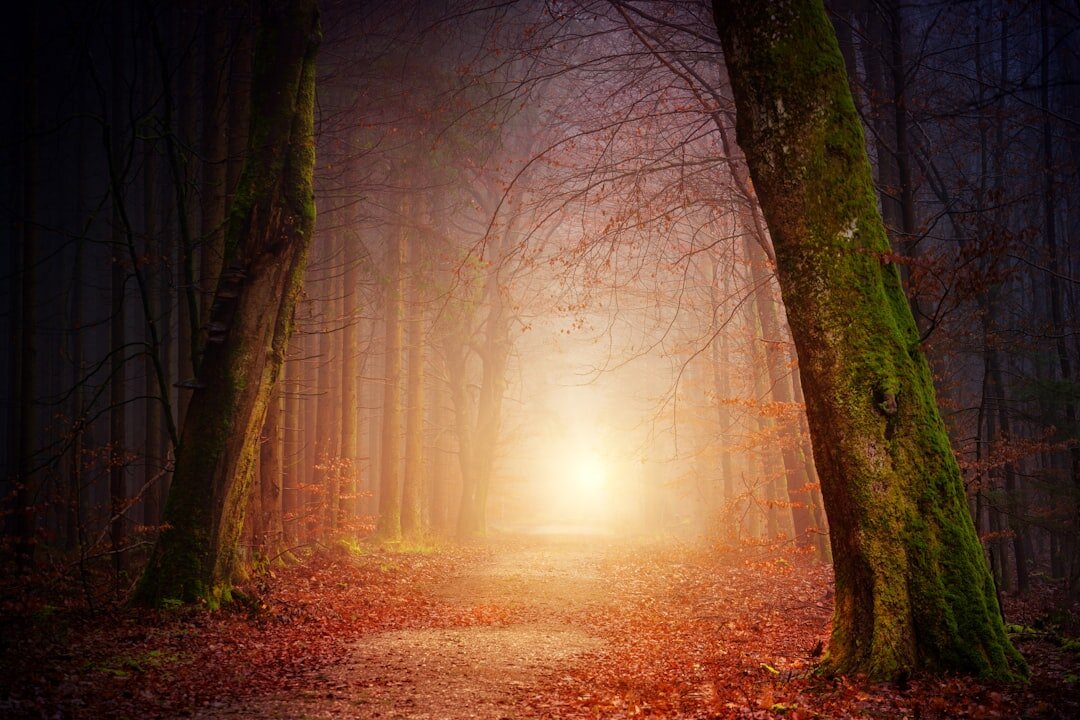 foggy forest path